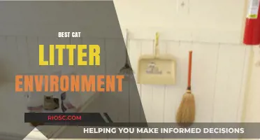Creating the Purr-fect Cat Litter Environment: Tips for a Clean, Comfortable, and Stress-Free Space