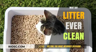 Revolutionary Clean: Discover the Best Cat Litter for a Fresh and Odor-Free Home