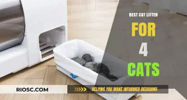 Top-Rated Cat Litter Solutions for Multi-Cat Households: Ideal Choices for 4 Cats