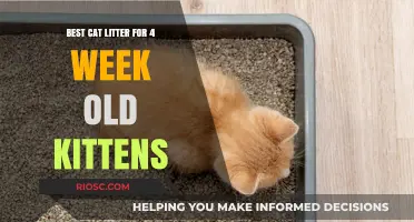 Safe and Gentle: Choosing the Best Cat Litter for 4-Week-Old Kittens