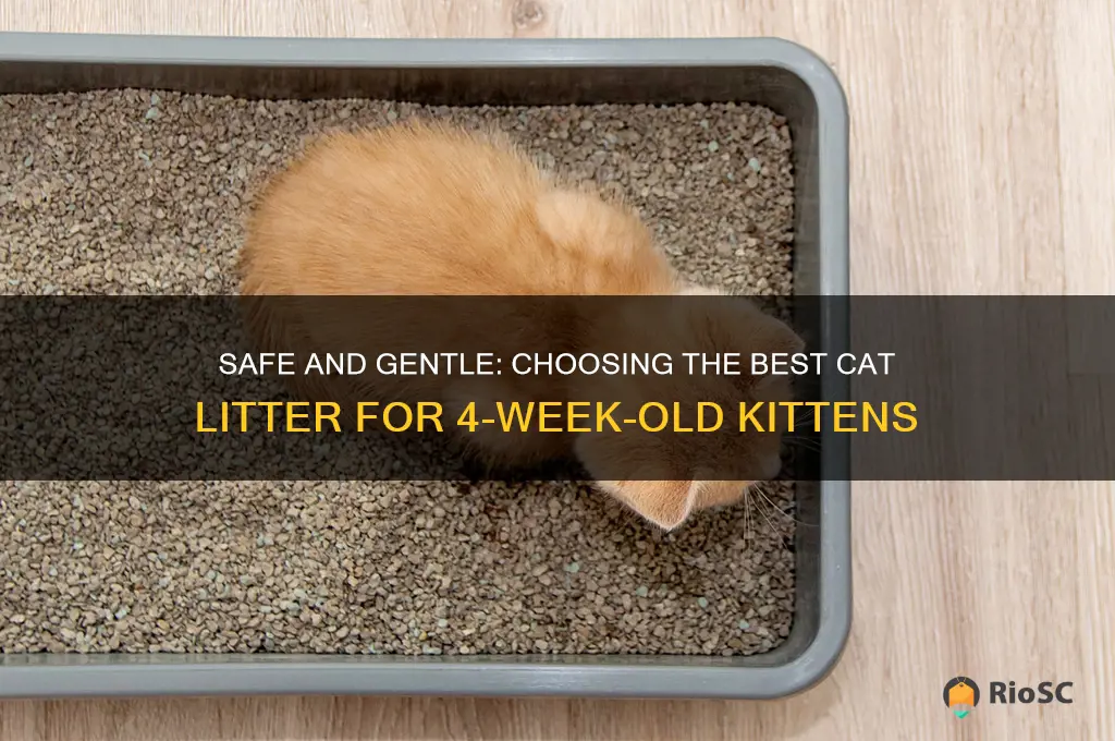 best cat litter for 4 week old kittens