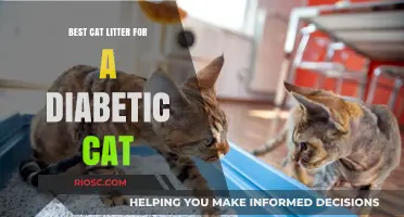 Top Diabetic-Friendly Cat Litter Options: Keeping Your Cat Healthy and Comfortable