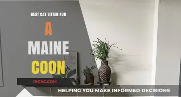 Top Cat Litter Picks for Maine Coons: Comfort, Odor Control, and Easy Cleanup