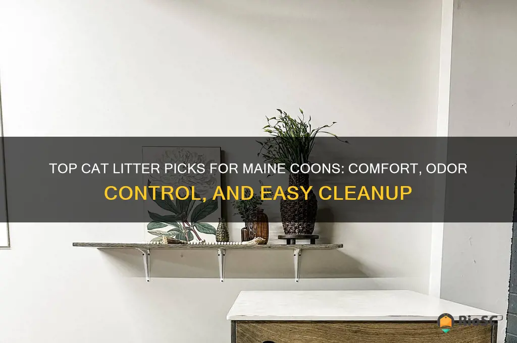 best cat litter for a maine coon