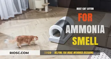 Eliminate Ammonia Odor: Top Cat Litter Solutions for a Fresh-Smelling Home