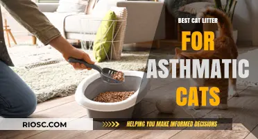 Breath Easy: Top Cat Litter Choices for Asthmatic Cats