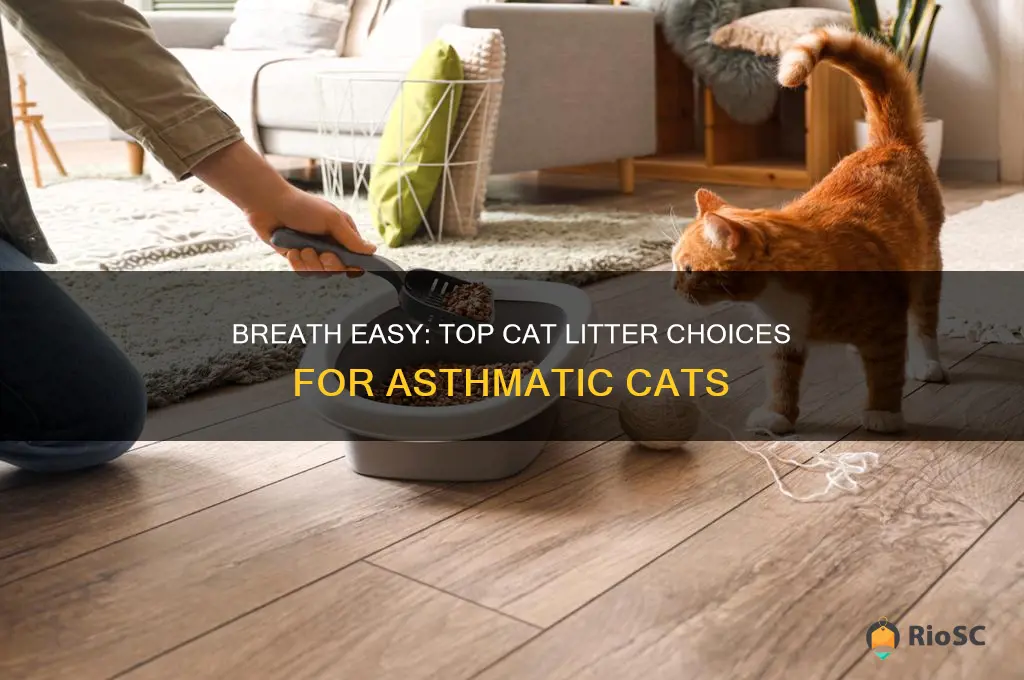 best cat litter for asthmatic cats