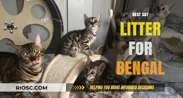 Top Cat Litter Picks for Bengal Cats: Keeping Your Active Feline Happy and Healthy