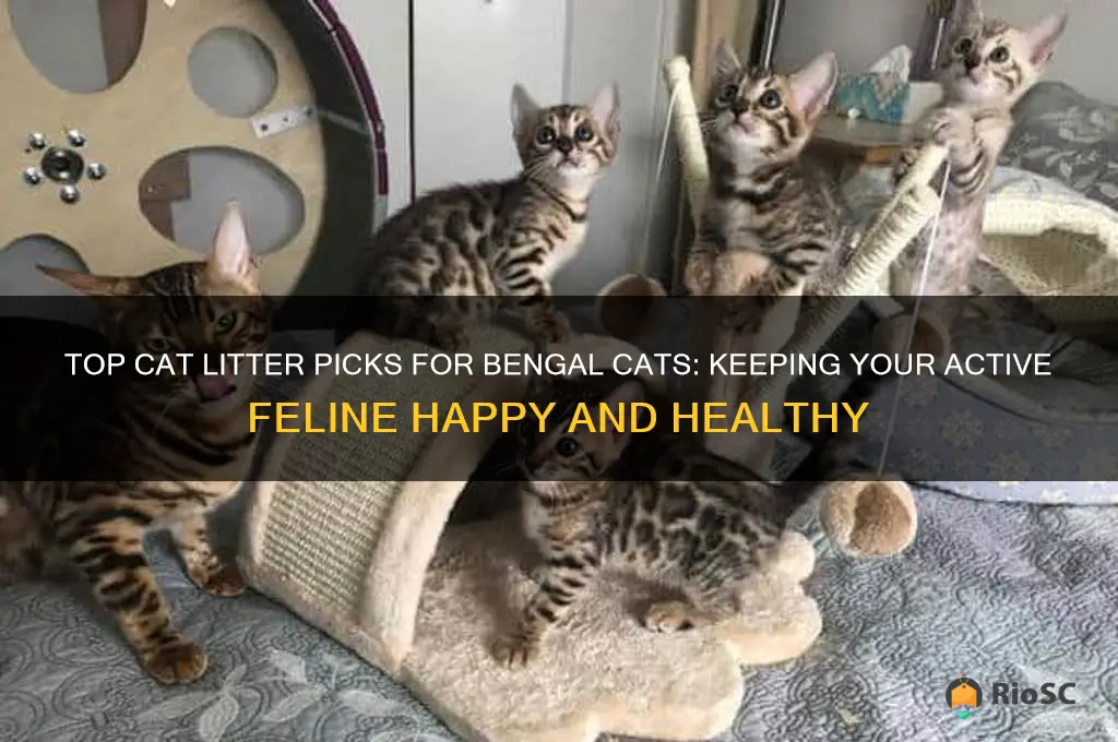 best cat litter for bengal