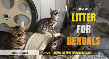 Top Cat Litter Picks for Bengal Cats: Keeping Your Feline Friend Happy and Healthy