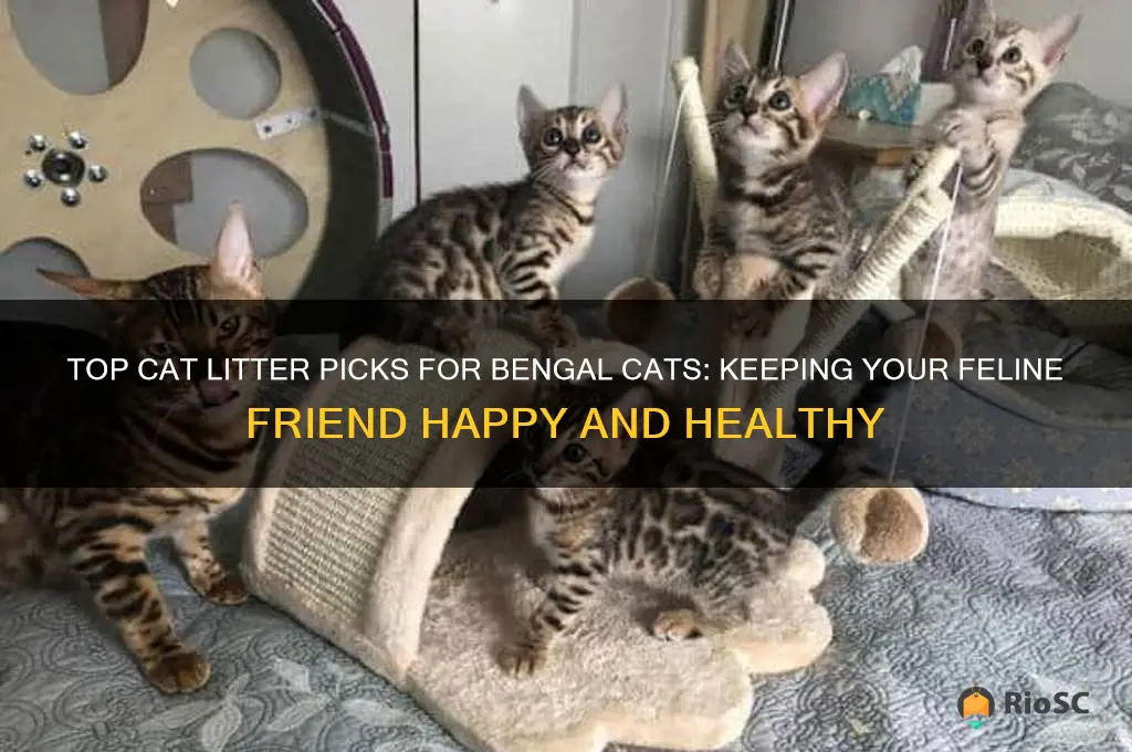 best cat litter for bengals