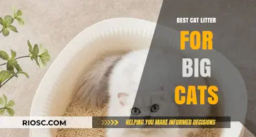 Top-Rated Cat Litter Options for Large Breeds: Comfort and Convenience for Your Big Cats