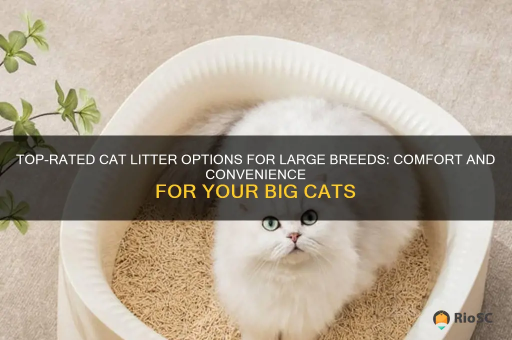 best cat litter for big cats