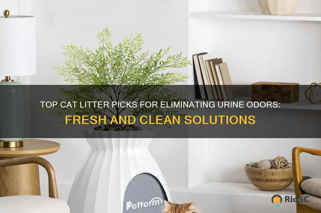 best cat litter for blocking urine order