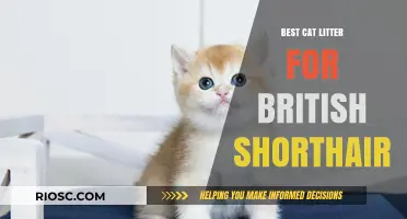 Top Cat Litter Picks for British Shorthair: Comfort, Odor Control, and Easy Cleaning