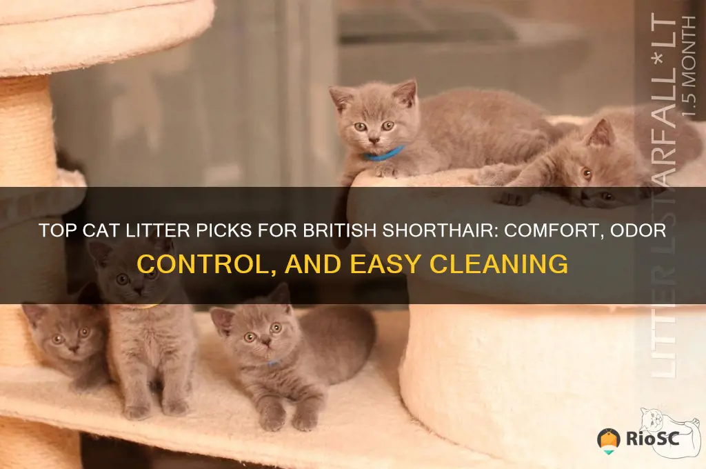 best cat litter for british shorthair