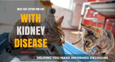 Gentle Care for Sensitive Paws: Top Cat Litter Choices for Cats with Kidney Disease
