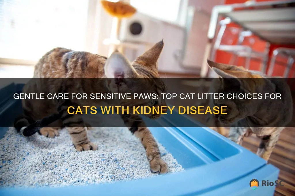 best cat litter for cat with kidney disease