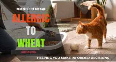 Hypoallergenic Wheat-Free Cat Litter: Top Picks for Cats with Wheat Allergies
