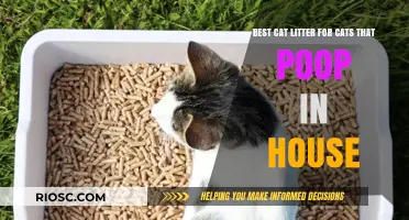 Top Cat Litter Solutions for Indoor Pooping: Keep Your Home Clean and Odor-Free