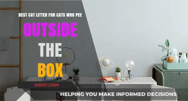 Top Cat Litter Solutions for Cats Who Pee Outside the Box: Prevent Mess and Promote Good Habits