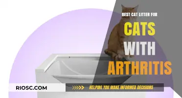 Arthritis-Friendly Cat Litter: Top Picks for Comfort and Ease