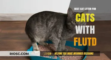 Top Cat Litter Choices for Cats with Feline Lower Urinary Tract Disease (FLUTD)