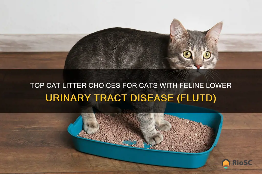 best cat litter for cats with flutd