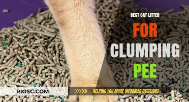 Top Clumping Cat Litter Options for Effective Pee Absorption and Odor Control