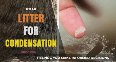 Top Cat Litter Solutions to Combat Condensation and Keep Your Home Fresh