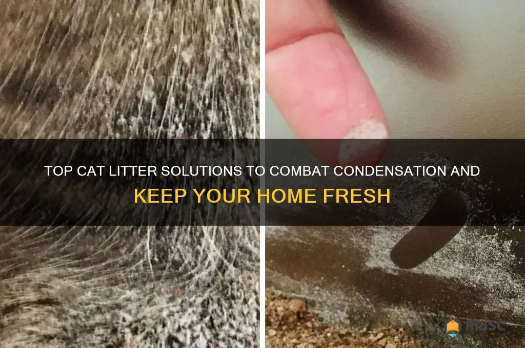 best cat litter for condensation