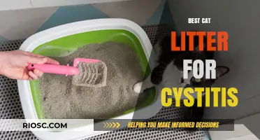 Soothing Solutions: Top Cat Litter Choices for Managing Cystitis in Felines