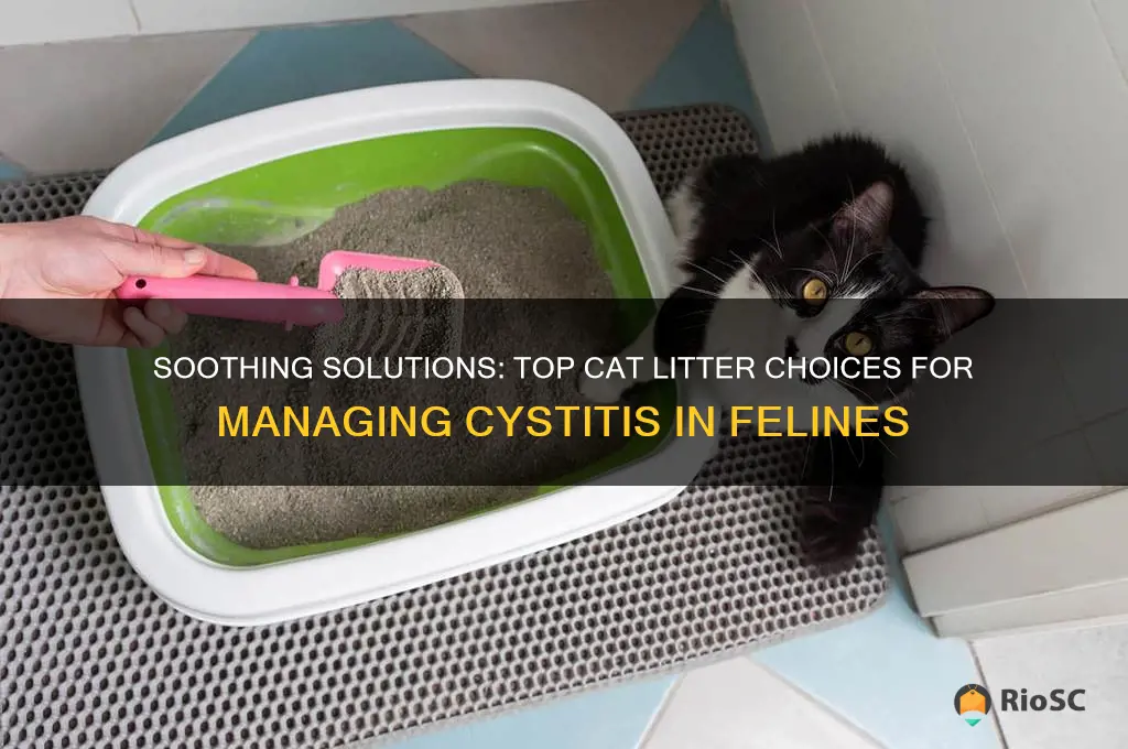best cat litter for cystitis