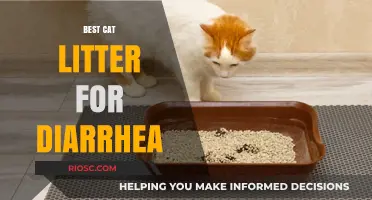 Effective Cat Litter Solutions for Managing Diarrhea in Cats