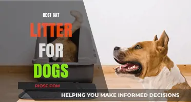 Can Dogs Use Cat Litter? Top Pet-Safe Options for Multi-Pet Homes