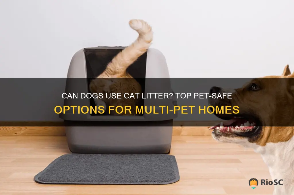 best cat litter for dogs
