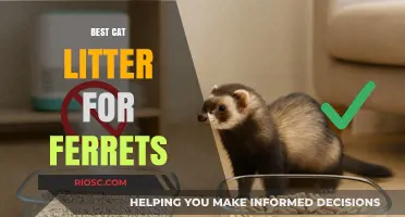 Top Cat Litter Alternatives Perfect for Ferrets: Safe, Odor-Control, and Low-Dust Options