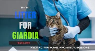 Effective Cat Litter Solutions for Managing Giardia: Top Picks for a Healthy Environment