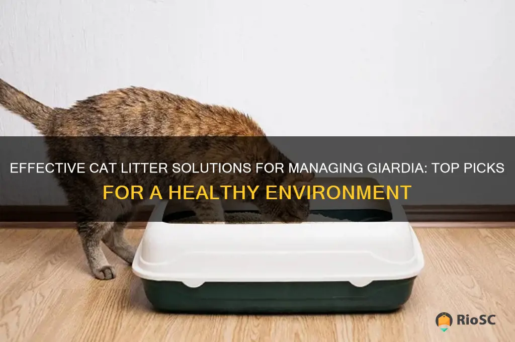 best cat litter for giardia