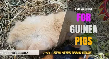 Safe and Comfortable: Top Cat Litter Alternatives for Guinea Pigs