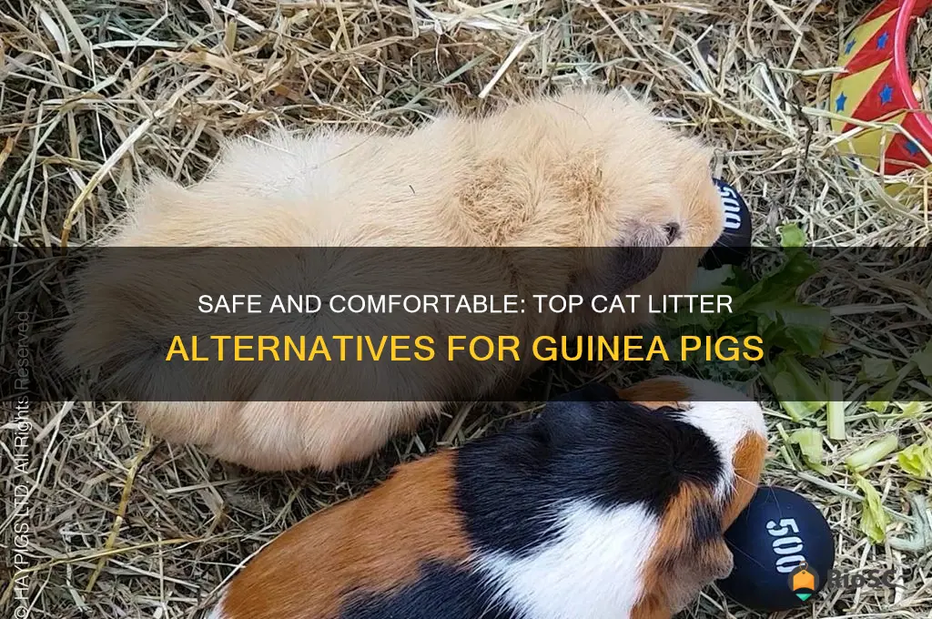 best cat litter for guinea pigs