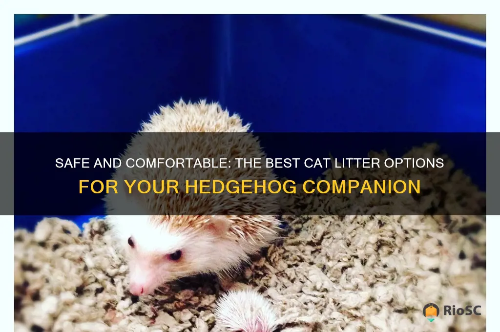 best cat litter for hedgehogs