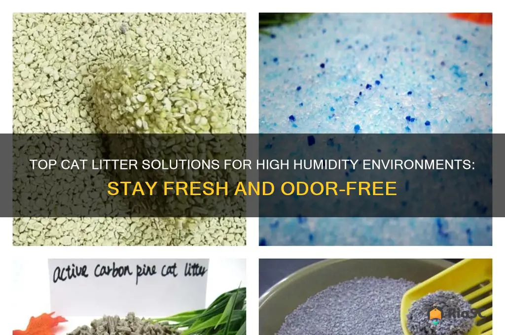 best cat litter for high humidity
