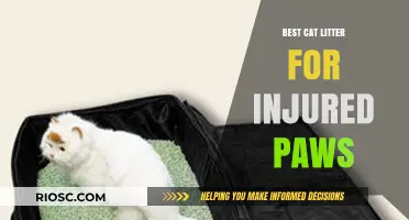 Gentle Care for Healing Paws: Top Cat Litter Options for Injured Cats