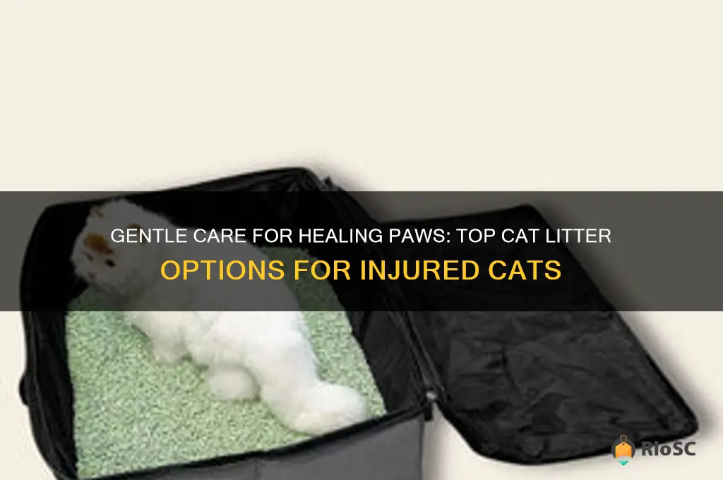 best cat litter for injured paws