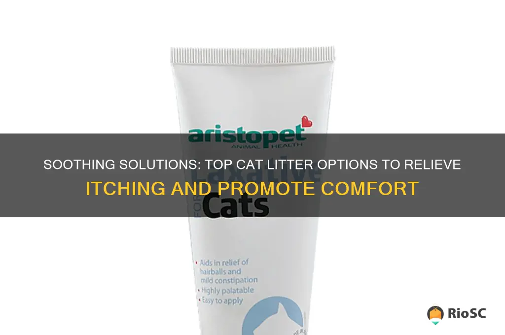 best cat litter for itching