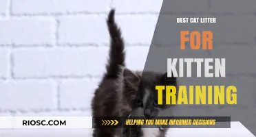 Purr-fect Start: Top Cat Litter Choices for Effective Kitten Training