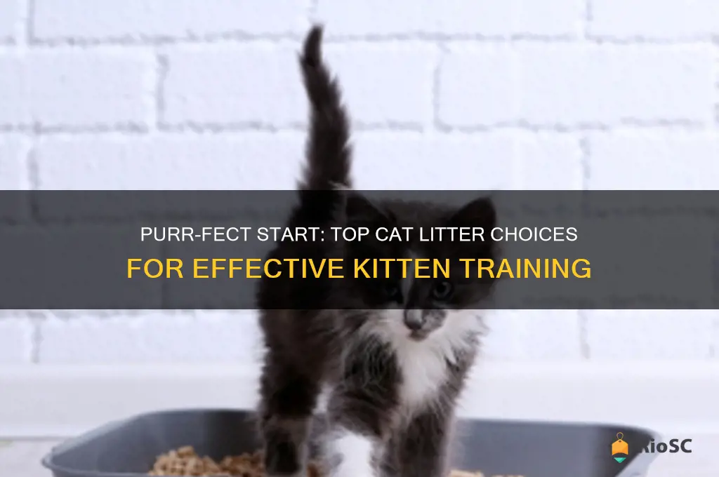 best cat litter for kitten training