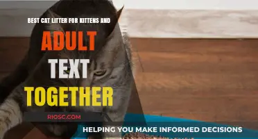 Purr-fect Choice: Top Cat Litter Options for Kittens and Adult Cats Alike