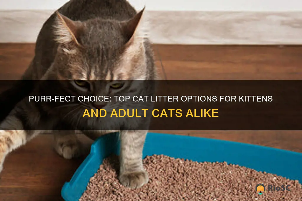 best cat litter for kittens and adult text together